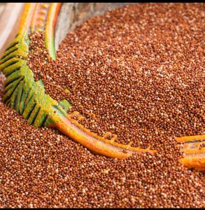 finger millet finger millet
