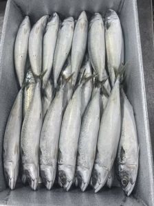 Frozen Mackerel