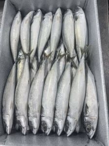 Frozen Pacific Mackerel, Brand Name : Yunger Seafoods