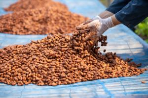 Cocoa Beans