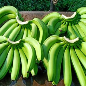 Fresh Cavendish Bananas