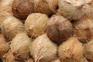 Semi Husked Coconuts Medium To Large, Weight : 500g - 1000g
