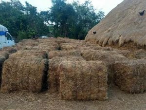 Maize Rice Straw Grass, Packaging Size : 25 Kg, Form : Bales