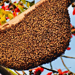 Natural Honey, Color : Light Red, Certification : FDA Certified