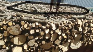 Jungle Wood Log, Weight : Varies Based On Size