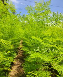 Organic Moringa Oleifera Leaves, Color : Green for Medicine, Cosmetics