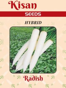Radish Seeds, Color : White 30 - 40 cm