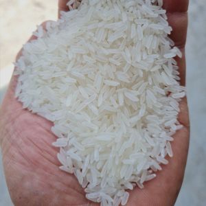 Premium Global Medium Grain Rice
