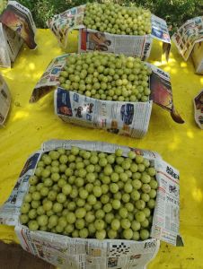Green Amla for Juice, Pickles, Drinks, Grade : Food Grade