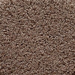 Organic Psyllium Seeds