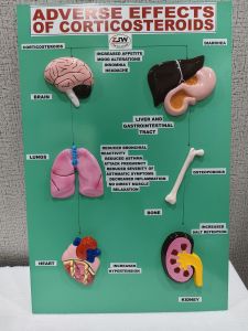 Polished Fibre Glass Zoom Drug Effect Model 24x30 for Educational Use