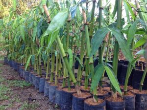 Bamboo Treatment Plant