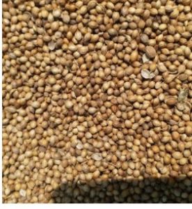 Whole Coriander Seeds For Cooking, Seasoning
