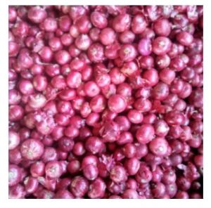 Red Fresh Onion, Packaging Size : 25kg, 50kg Net Bag, Mesh Bag