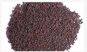 Mustard Seeds, Packaging Type : Plastic Bag, Jars, Bulk