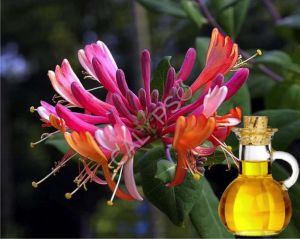 Honeysuckle Absolute Oil