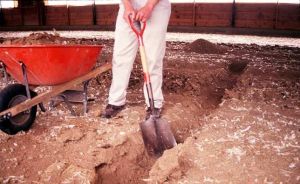 Organic Chicken Manure, Color : Brown, Brand Name : Bjm Enterprise