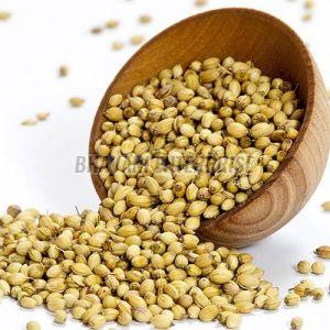 Whole Coriander Seeds, Packaging Size : 1Kg, 5Kg, 25Kg