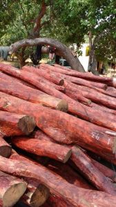 red sandal wood logs 18X24 Inch, Length : 10 Feet