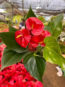 Red Anthurium Flower Plant, Color : Green Winter