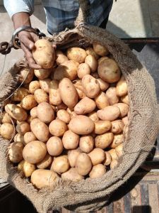 Fresh Potato, Cultivation Type : Natural Gunny Bag, Net Bag