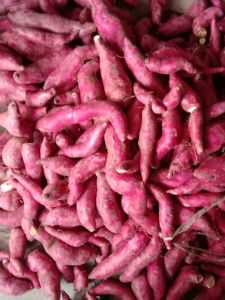 Sweet Potato, Color : Pink, Packaging Type : Jute Bag