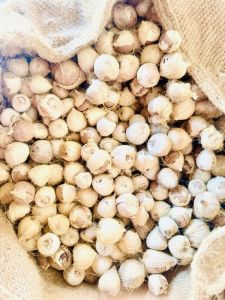 Whole Dried Arecanut Ulli for Human Consumption, Purity : 99%