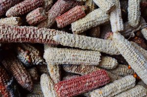 A Grade Dry Corn Cobs
