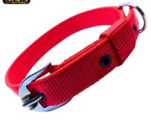 Dog Collars
