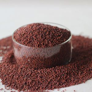finger millet