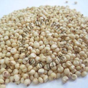 Organic Sorghum Seeds, Color : Creamy