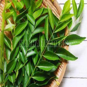 Curry Leaves