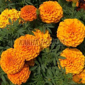Fresh Marigold Flowers