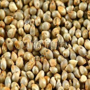 Millets Seeds