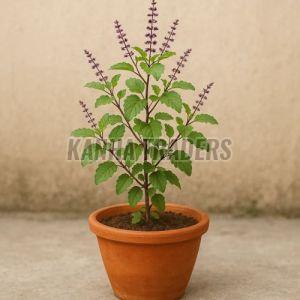 Tulsi Plant