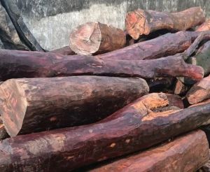 red sandal wood logs