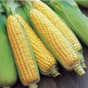 Sweet Corns