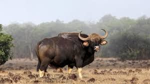 Panhala Dajipur Wildlife Tour Package