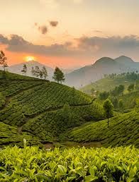 Munnar Domestic Tour