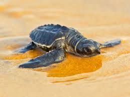 Olive Ridley Odisha Tours Package