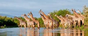 South Africa Selous Safari Tour Package