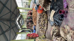 Raw Common Semi Husked Coconuts, Brand Name : Pikco, Form : Solid