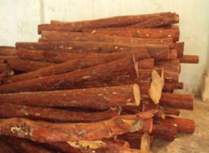 Red Sandalwood Logs, Shape : Round, Packaging Type : Box