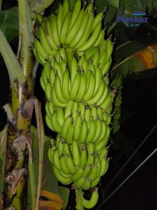 Cavendish Bananas