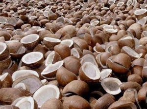 Dry Coconut Copra for Cooking, Grade Standard : Food Grade