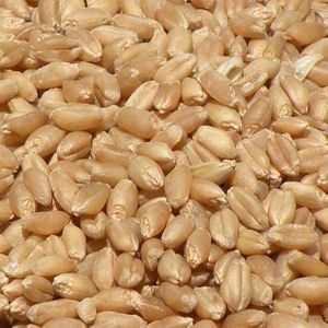 wheat seeds