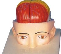 Human Head And Brain