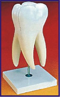 Human Tooth