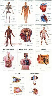 anatomy models