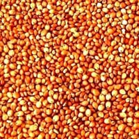 Red-sorghum grain